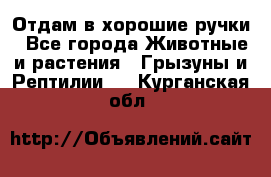 Отдам в хорошие ручки - Все города Животные и растения » Грызуны и Рептилии   . Курганская обл.